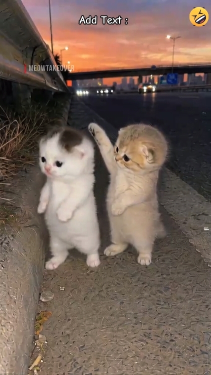 Cute Cats'
