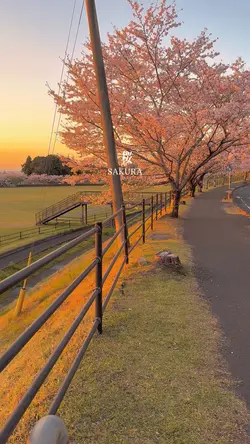 約束だよ！！SAKURA FILTER