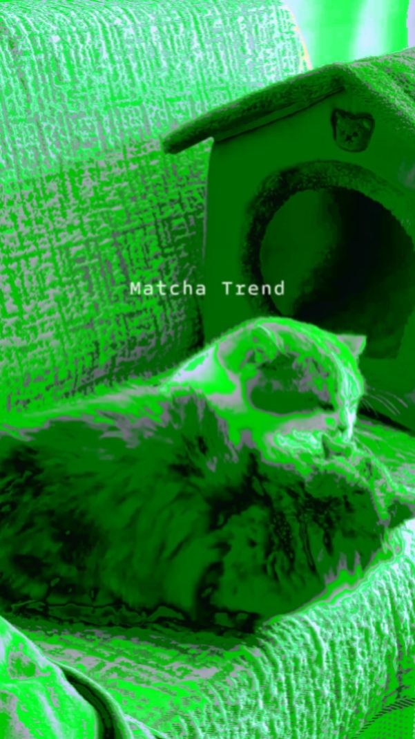 ¡Gato matcha!