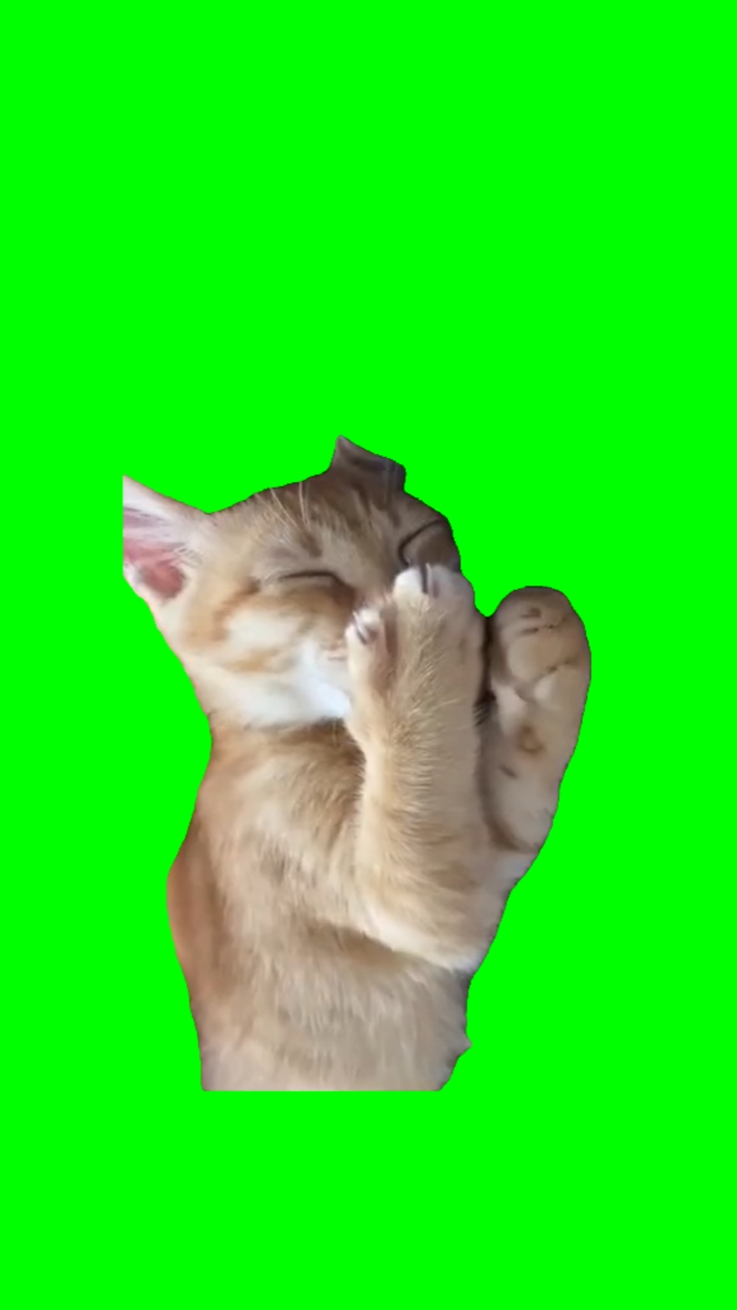 Gato riendo Meme