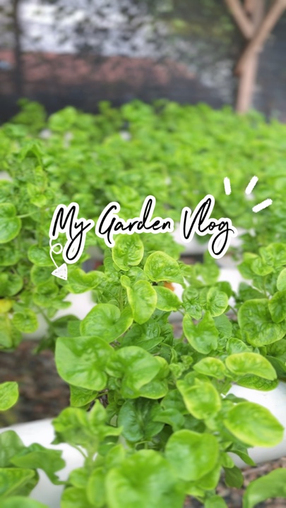 Meu Mini Jardim