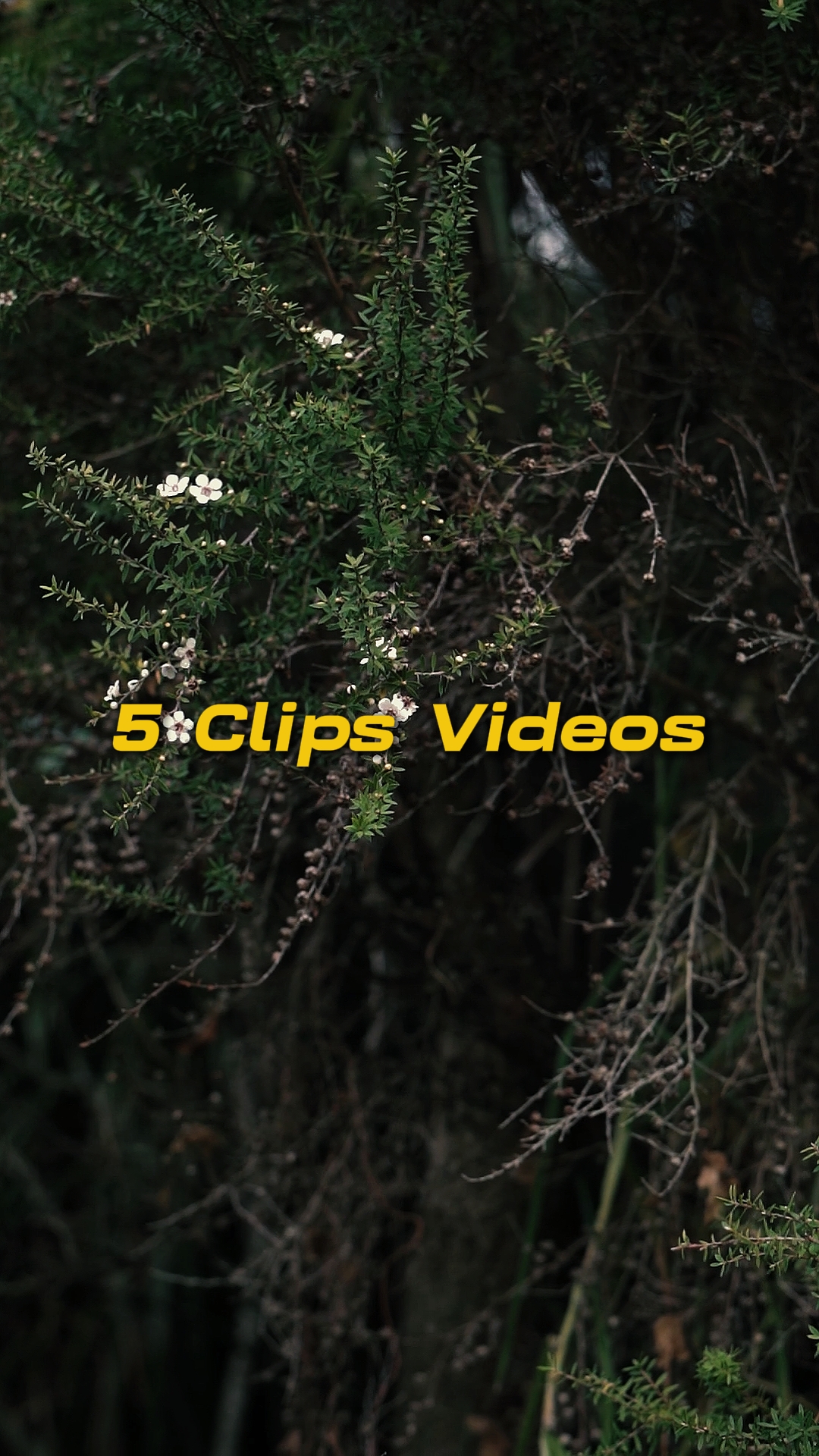 Sinematik 5 Video