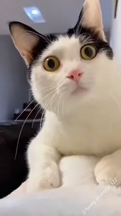 happy cat