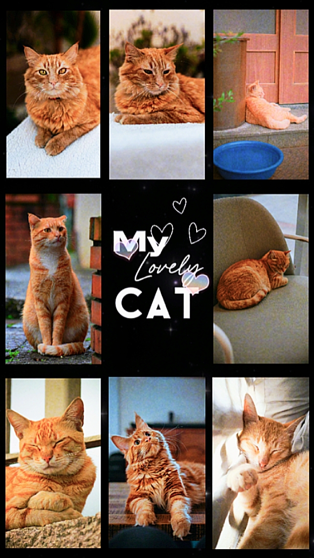 Mon adorable chat