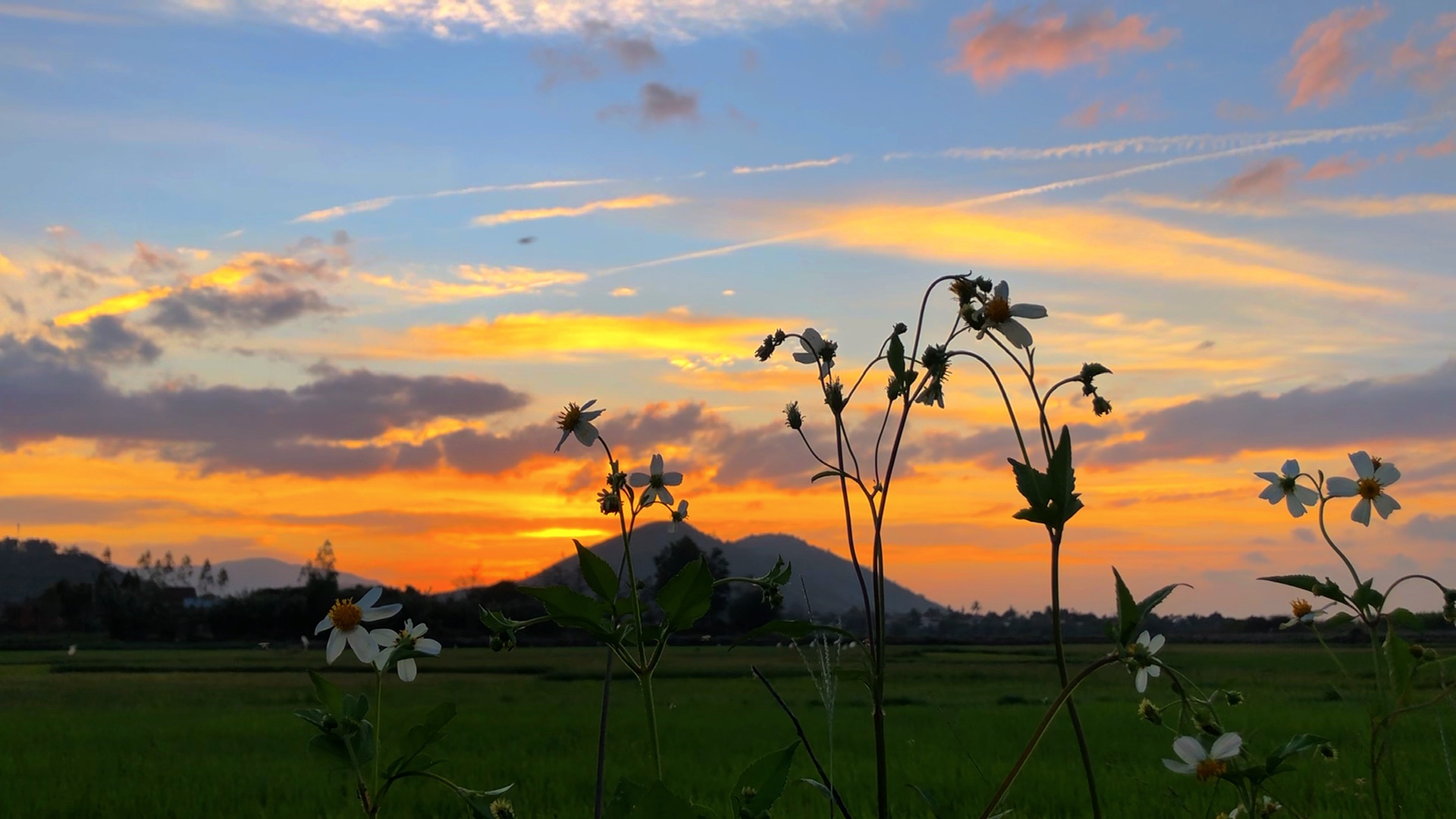 Mẫu chill bình yên