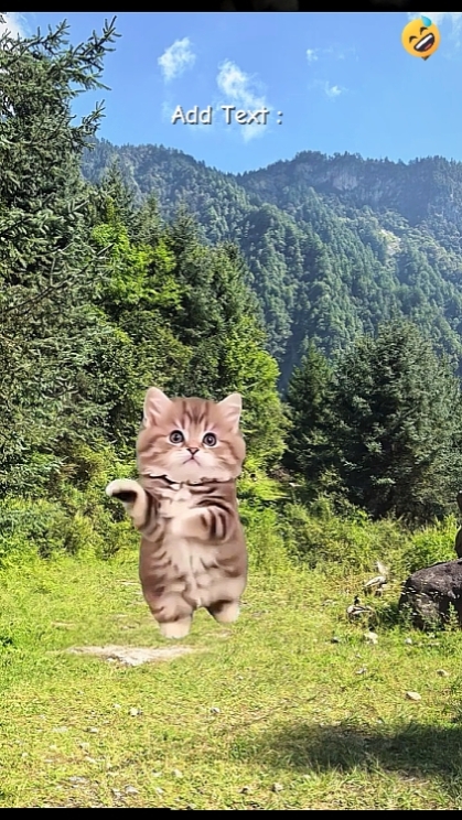 Lindo gato