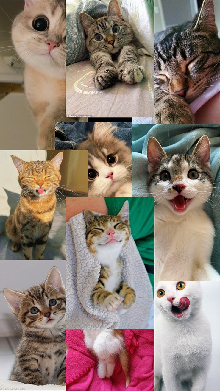 Lindo gatito