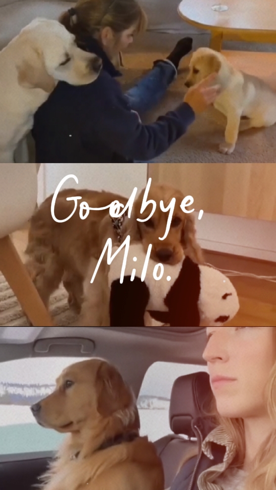 안녕 마일로