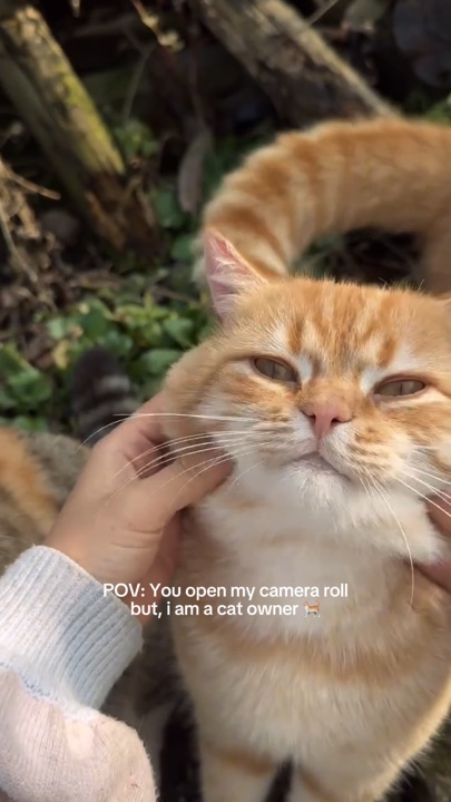 Open Camera Roll Cat