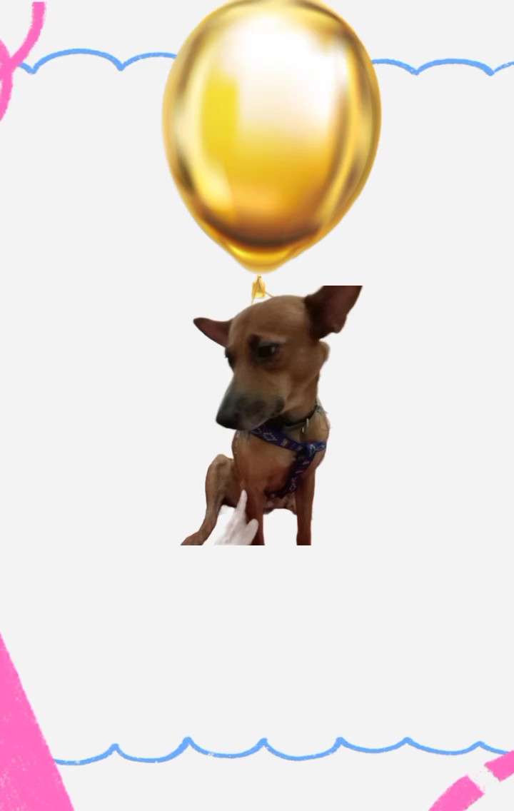 Globos para mascotas con 