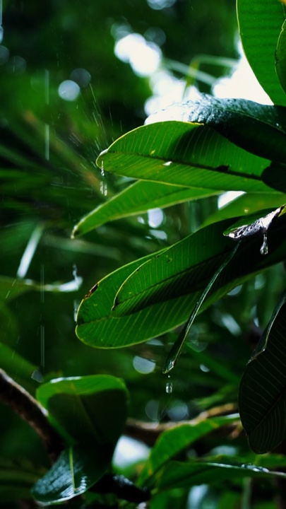 Natureza Cinematográfica