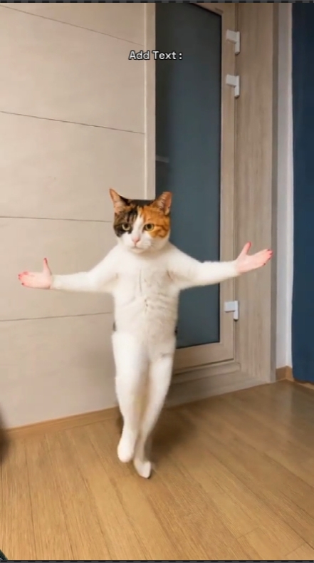 Dance Cat
