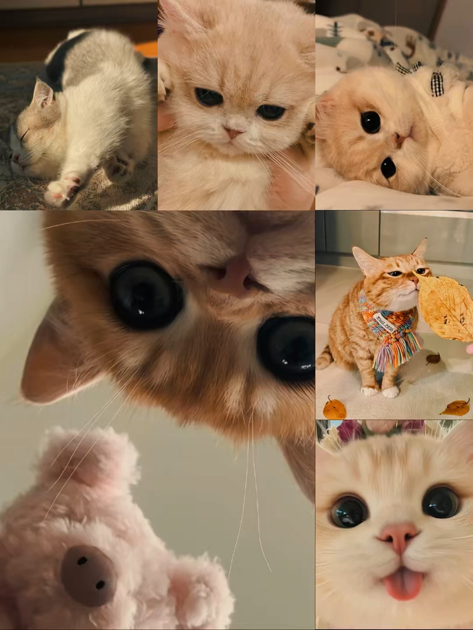 Mon chat je t'aime