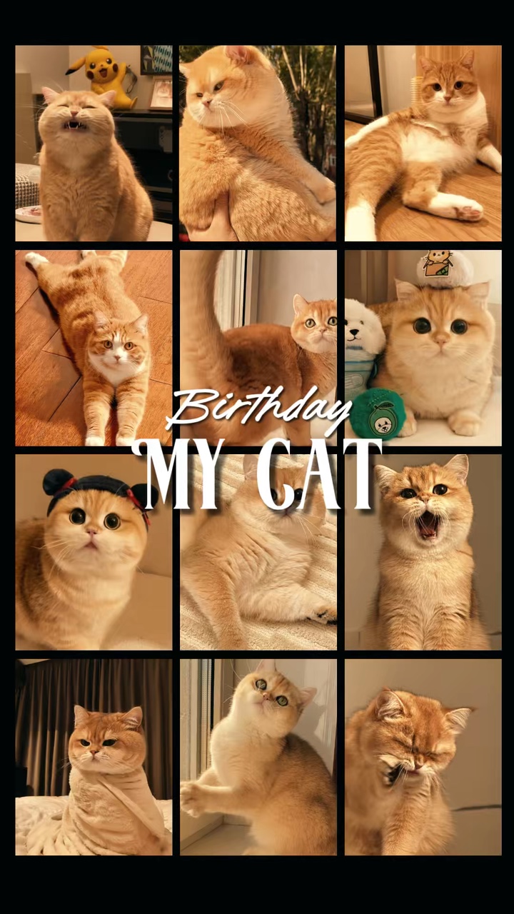 Geburtstag Meine Katze 