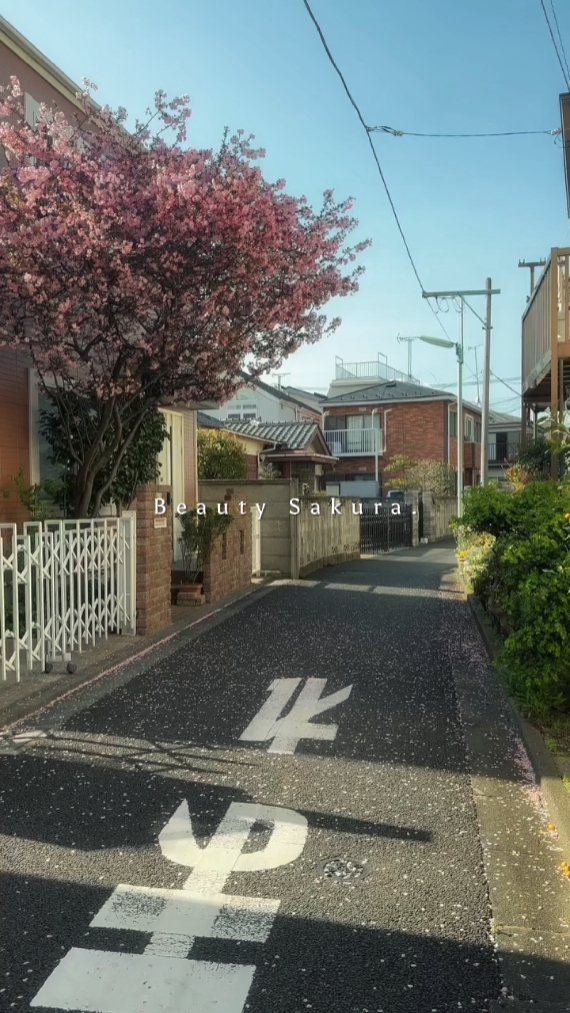 Beauty Sakura 