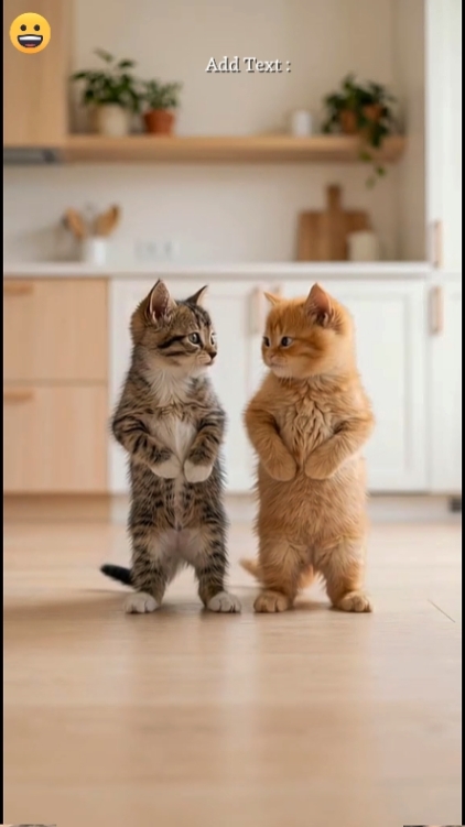 Gato engraçado