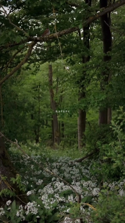 nature