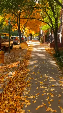 autumn fall