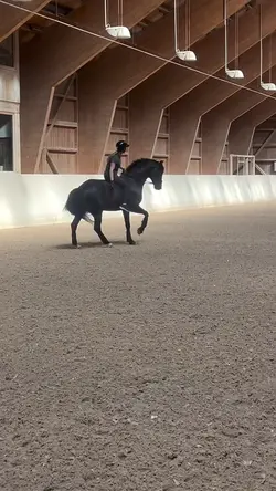 Dressage barepack