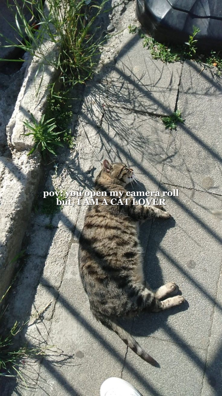pov: cat lover