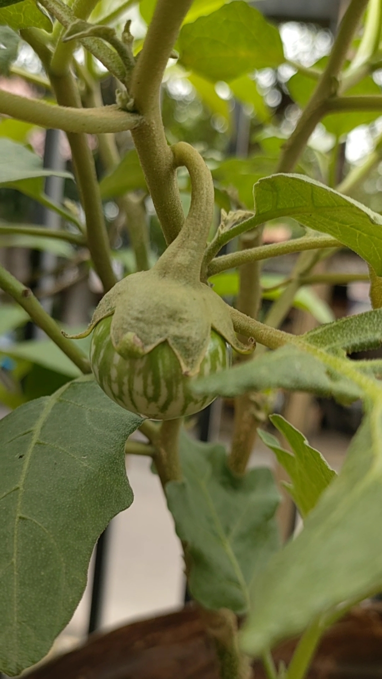 Vlog Berkebun