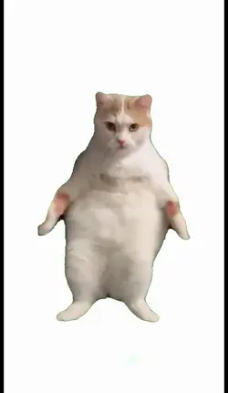 cat dance meme