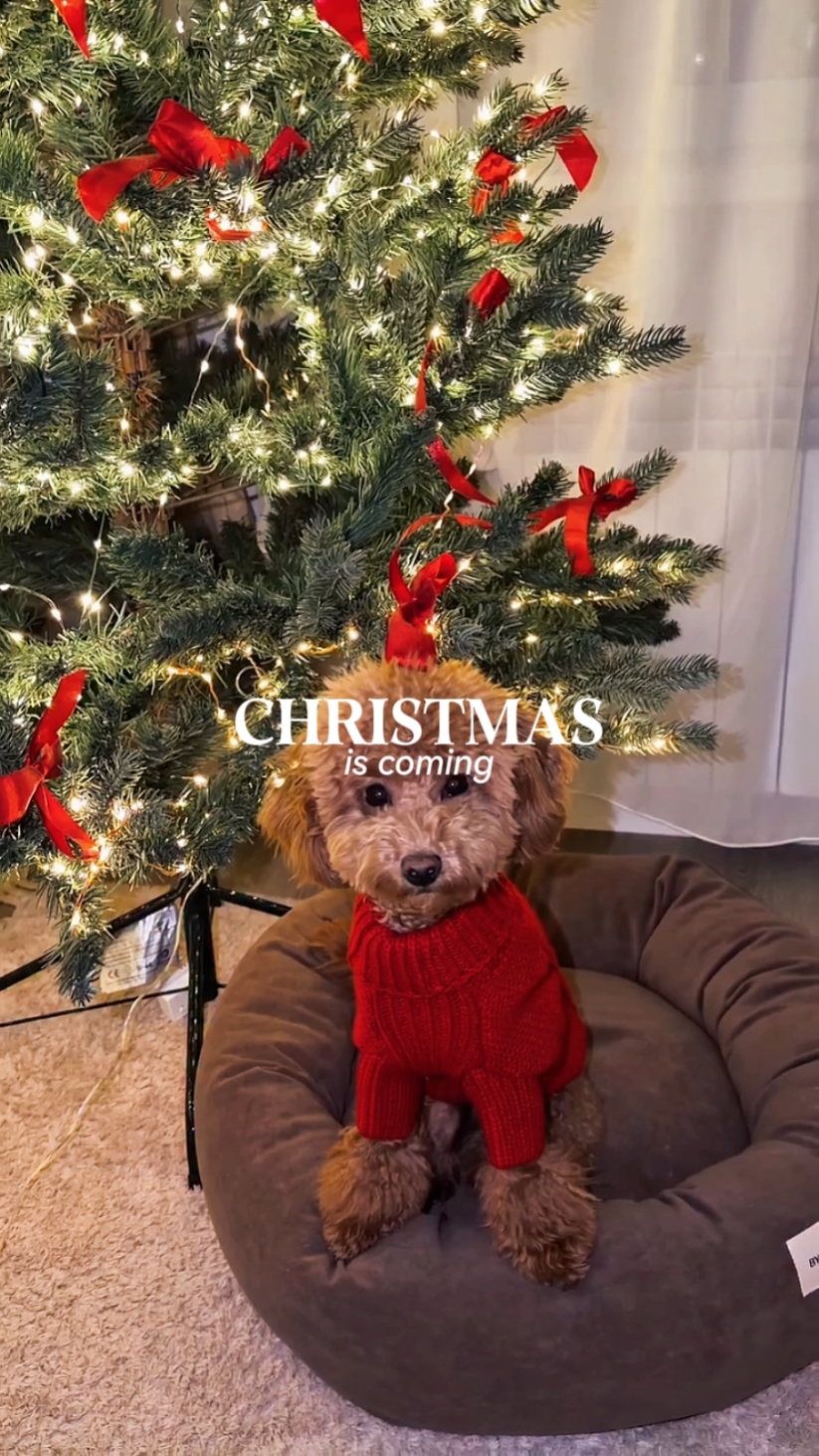 Christmas is coming 