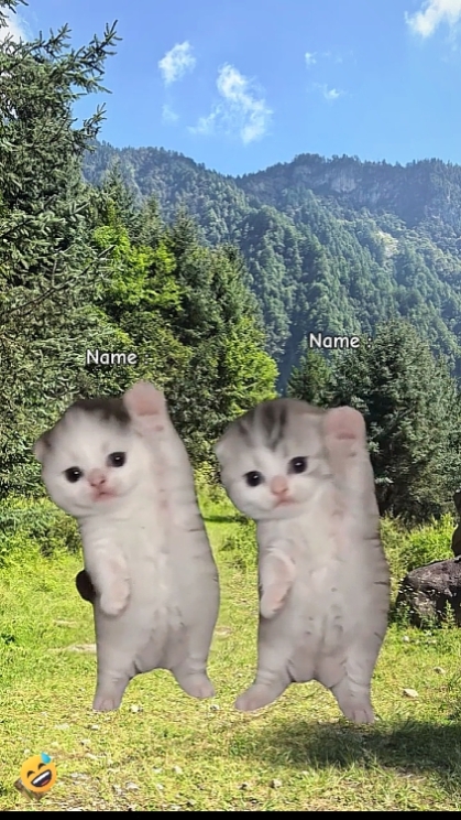 Cute Cat