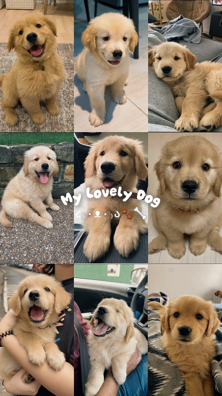 9 Pics My Lovely Dog
