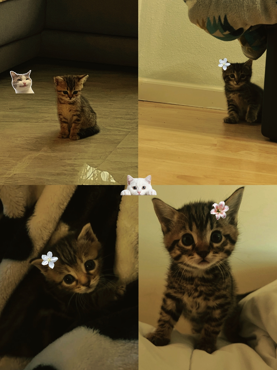 kucing cute