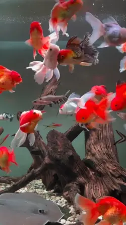aquarium