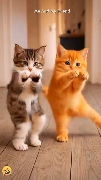 Lustige Katze. 