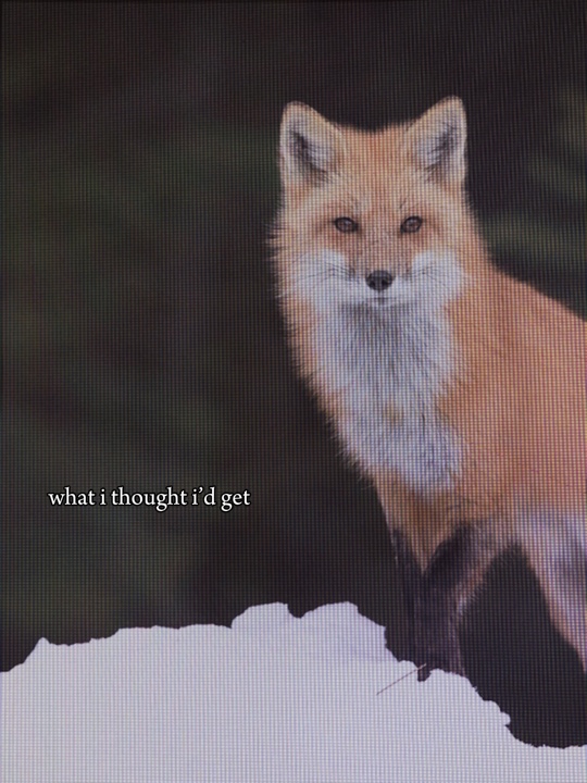 Geistertier: 3