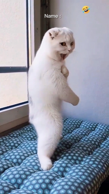 Kedi Bruce Lee