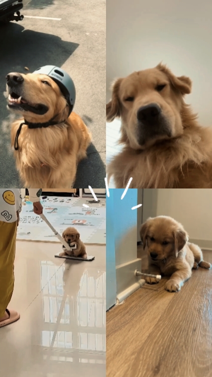 Cachorro do amor 