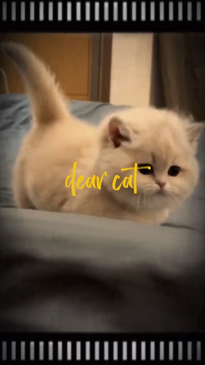 kucing sayang