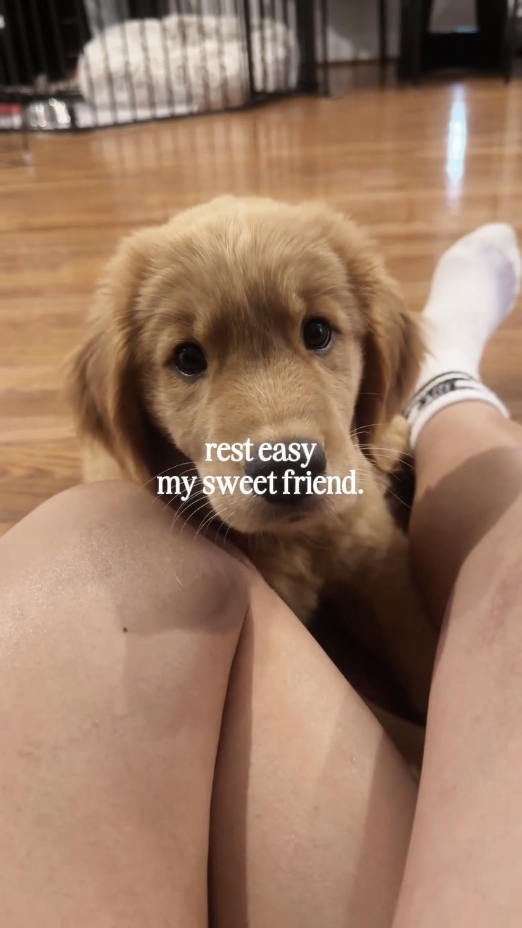 köpek öldü 