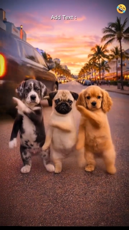 dance dog