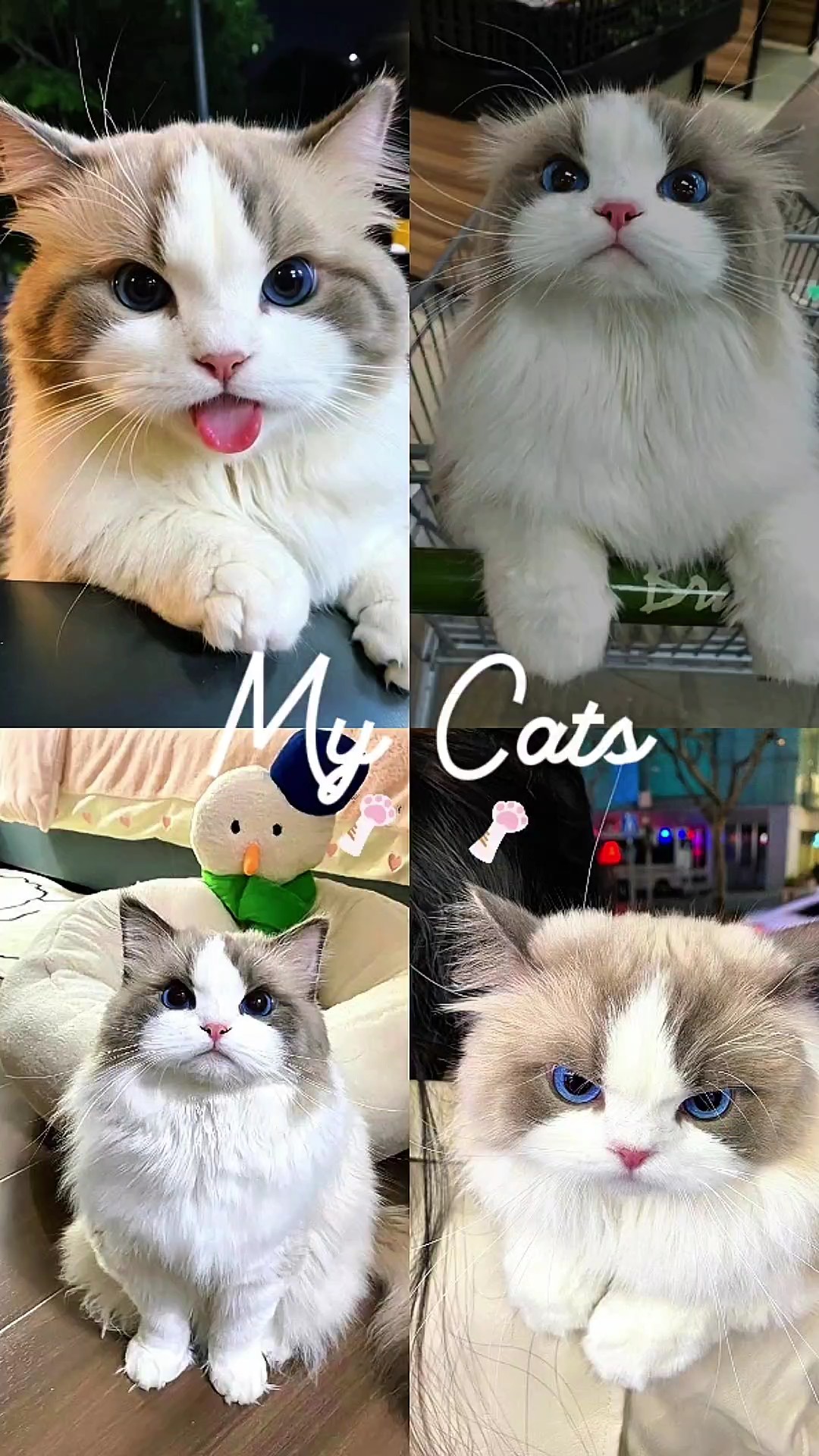 Mis gatos