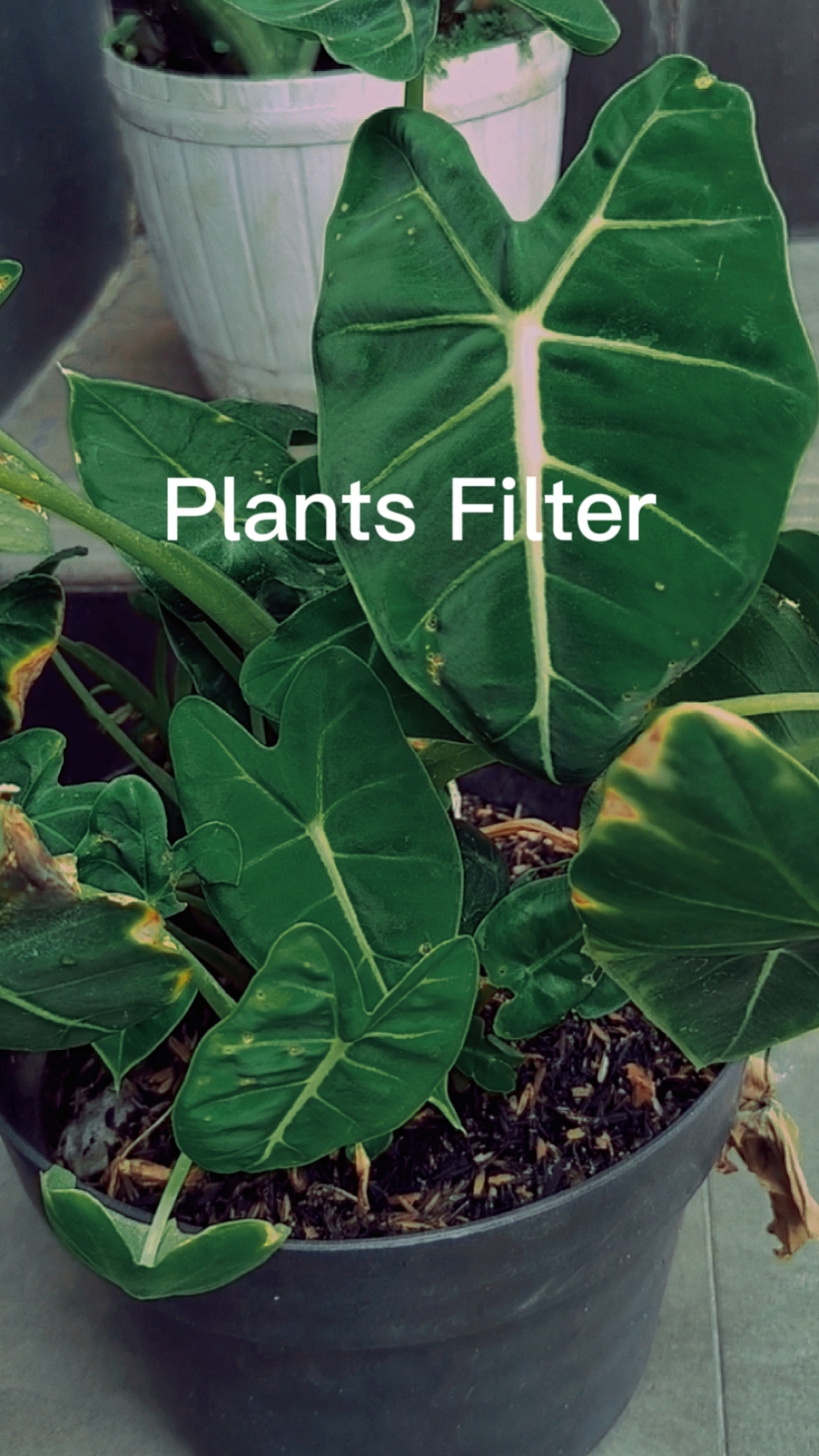 Filtro de plantas