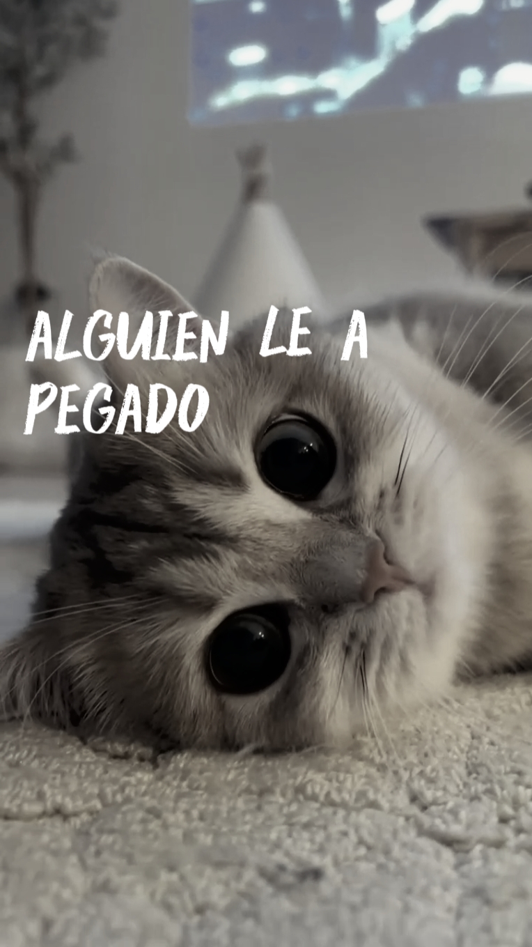 Chat adorable
