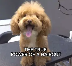 POWER OF A HAIRCUT
