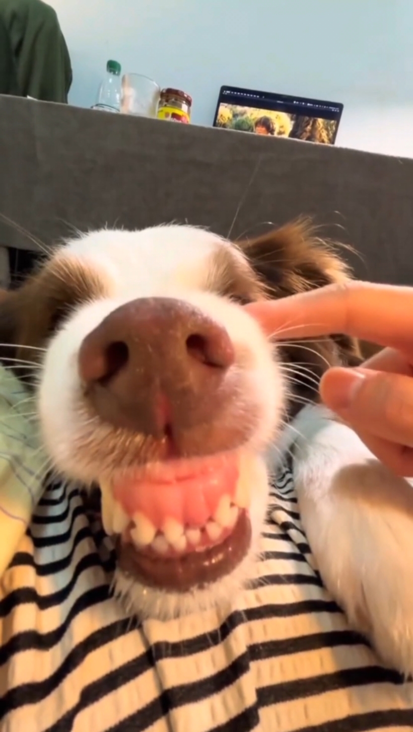 vidéo drôle de chien