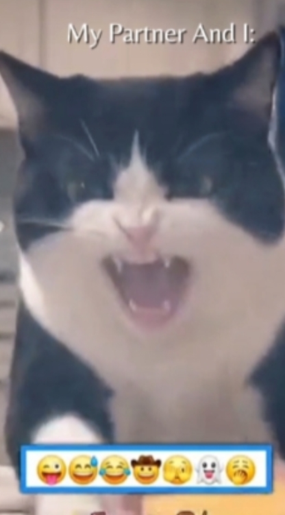 Lustige Katze