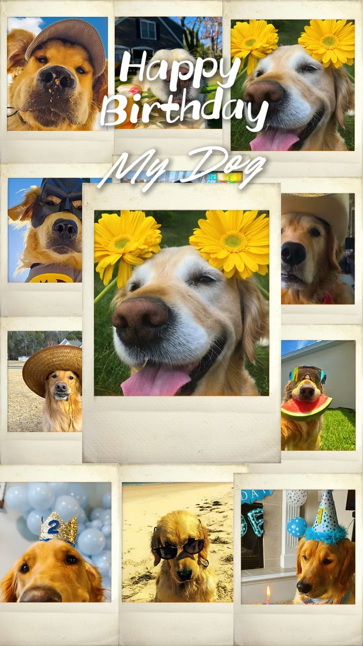 Geburtstag mein Hund