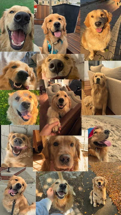 Recuerdos de mascotas 