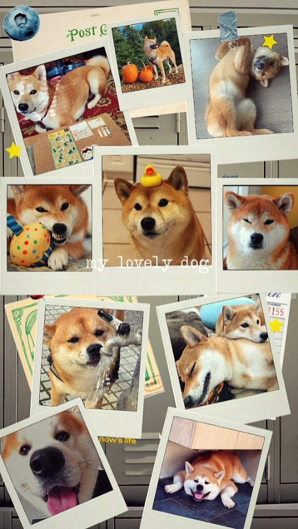 My Lovely Dog