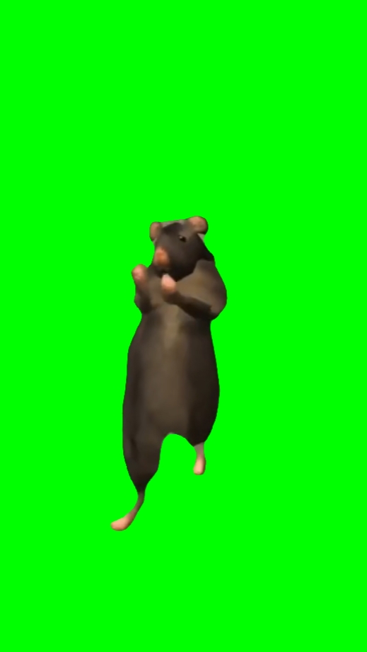 쥐 춤