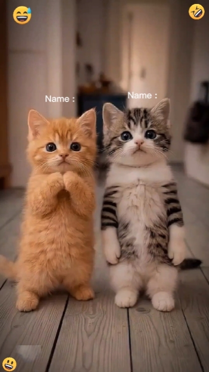 Dance Cat