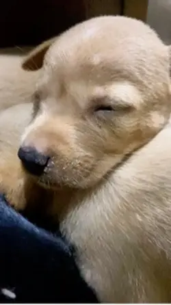 Sleeping puppies 